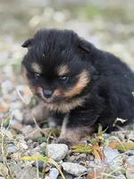 Champion Lineage!!, a male Pomeranian for sale in Tiskilwa, IL – 9 of 9