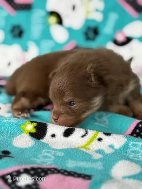 Romeo – Pomeranian puppy for sale in Tiskilwa, IL