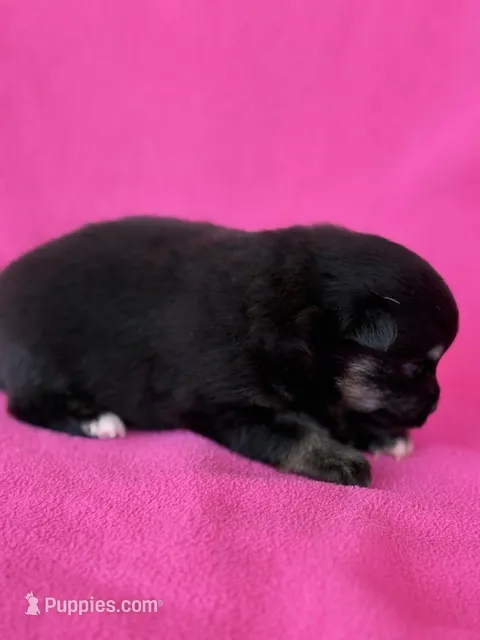 Haley – Pomeranian puppy for sale in Tiskilwa, IL