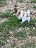 Louie, a male Papillon for sale in Tiskilwa, IL – 4 of 7