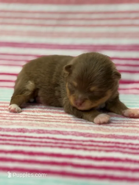 Benny – Pomeranian puppy for sale in Tiskilwa, IL