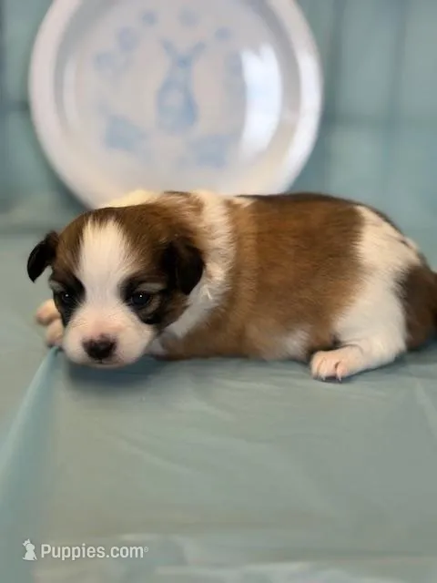 Charlie – Papillon puppy for sale in Tiskilwa, IL