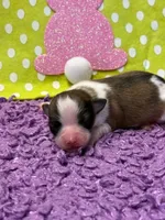 Charlie, a male Papillon for sale in Tiskilwa, IL – Photo 4 of 7