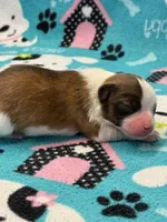 Charlie, a male Papillon for sale in Tiskilwa, IL – Photo 5 of 7