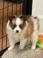 Charlie, a male Papillon for sale in Tiskilwa, IL – Photo 6 of 9