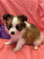 Charlie, a male Papillon for sale in Tiskilwa, IL – Photo 8 of 9