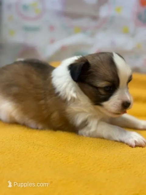 Charlie – Papillon puppy for sale in Tiskilwa, IL