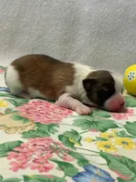 Charlie, a male Papillon for sale in Tiskilwa, IL – Photo 7 of 7