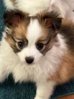 Charlie, a male Papillon for sale in Tiskilwa, IL – Photo 9 of 9