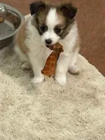 Charlie, a male Papillon for sale in Tiskilwa, IL – Photo 5 of 9