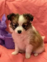 Charlie, a male Papillon for sale in Tiskilwa, IL – Photo 7 of 9