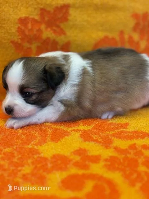 Charlie – Papillon puppy for sale in Tiskilwa, IL