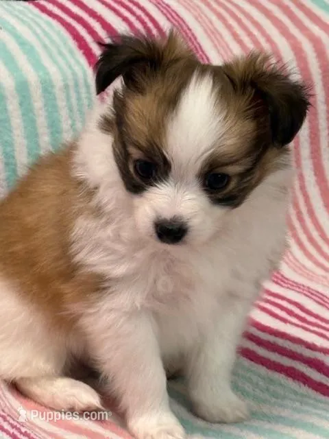 Charlie – Papillon puppy for sale in Tiskilwa, IL