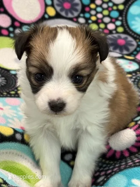 Charlie – Papillon puppy for sale in Tiskilwa, IL