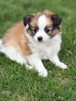 Charlie, a male Papillon for sale in Tiskilwa, IL – Photo 1 of 9