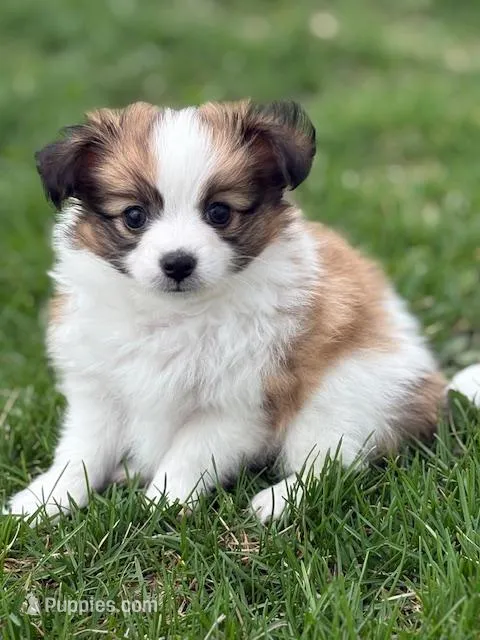 Charlie – Papillon puppy for sale in Tiskilwa, IL