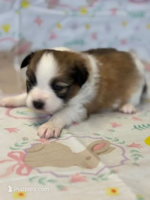 Charlie – Papillon puppy for sale in Tiskilwa, IL