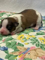 Charlie, a male Papillon for sale in Tiskilwa, IL – Photo 6 of 7