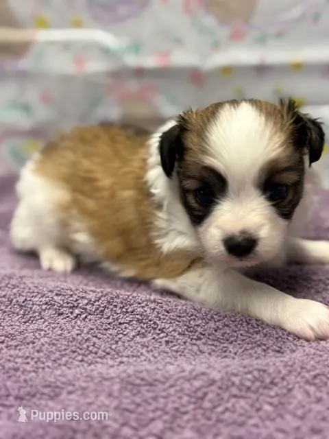 Charlie – Papillon puppy for sale in Tiskilwa, IL