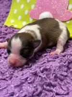 Charlie, a male Papillon for sale in Tiskilwa, IL – Photo 2 of 7