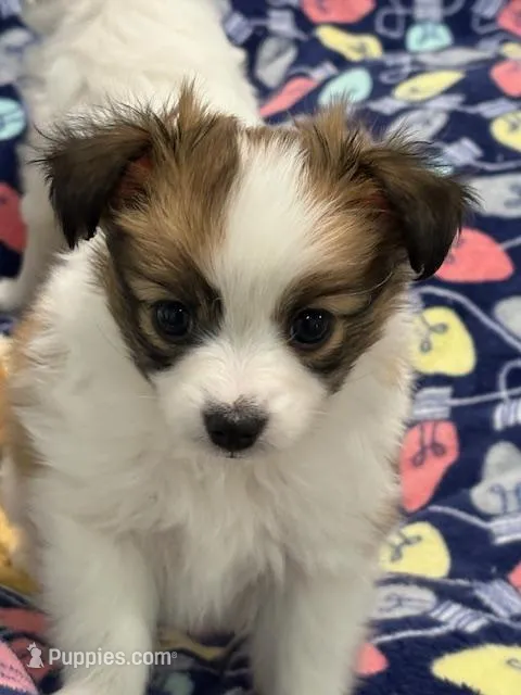 Charlie – Papillon puppy for sale in Tiskilwa, IL