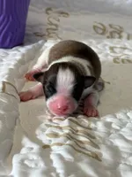 Charlie, a male Papillon for sale in Tiskilwa, IL – Photo 1 of 7