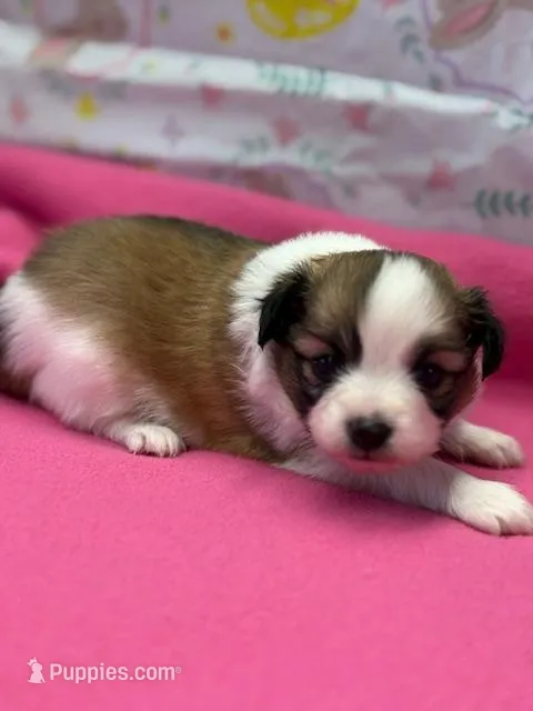 Charlie – Papillon puppy for sale in Tiskilwa, IL