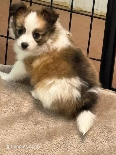 Charlie – Papillon puppy for sale in Tiskilwa, IL