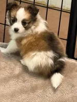 Charlie, a male Papillon for sale in Tiskilwa, IL – Photo 4 of 9