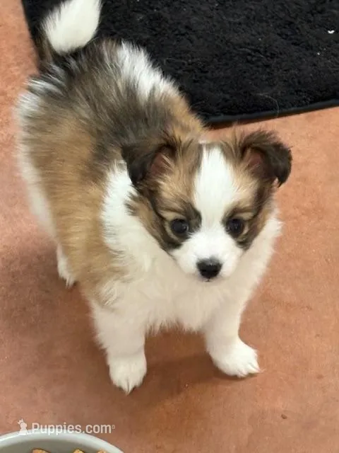 Charlie – Papillon puppy for sale in Tiskilwa, IL
