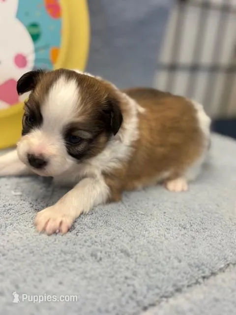 Charlie – Papillon puppy for sale in Tiskilwa, IL