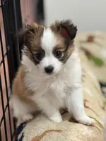 Charlie, a male Papillon for sale in Tiskilwa, IL – Photo 3 of 9
