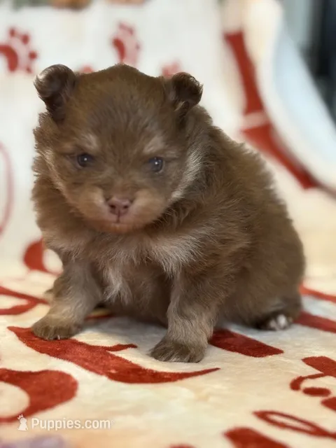 Romeo – Pomeranian puppy for sale in Tiskilwa, IL