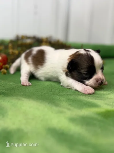 Lexi – Papillon puppy for sale in Tiskilwa, IL