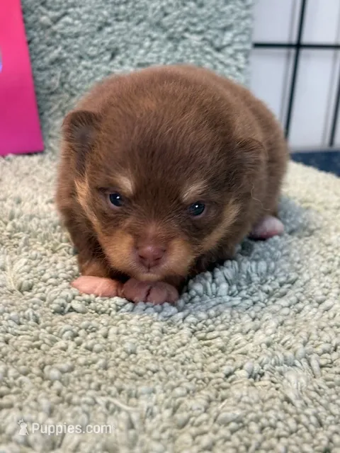 Benny – Pomeranian puppy for sale in Tiskilwa, IL