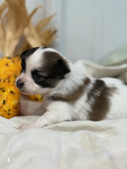 Lexi – Papillon puppy for sale in Tiskilwa, IL