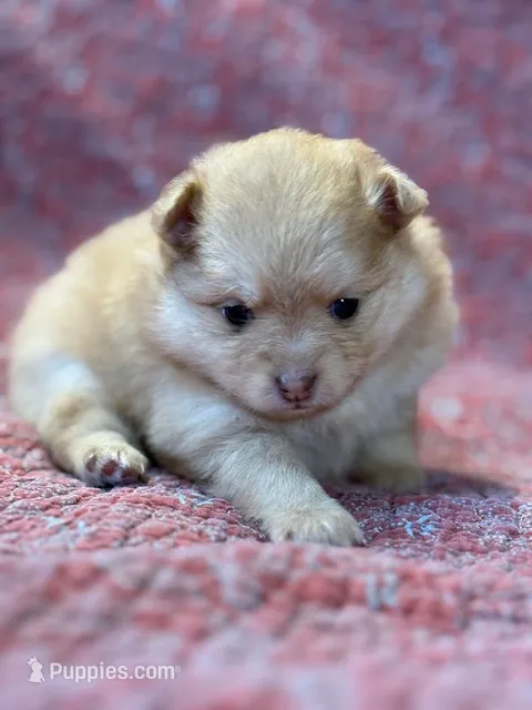 Lexy – Pomeranian puppy for sale in Tiskilwa, IL