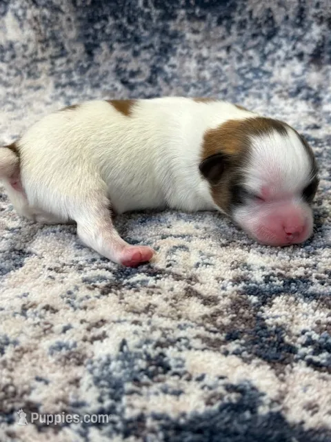 Louie – Papillon puppy for sale in Tiskilwa, IL