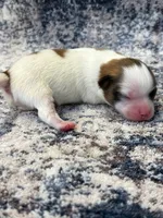 Louie, a male Papillon for sale in Tiskilwa, IL – 1 of 3