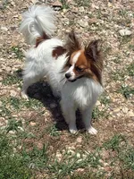 Laverne, a female Papillon for sale in Tiskilwa, IL – 4 of 5