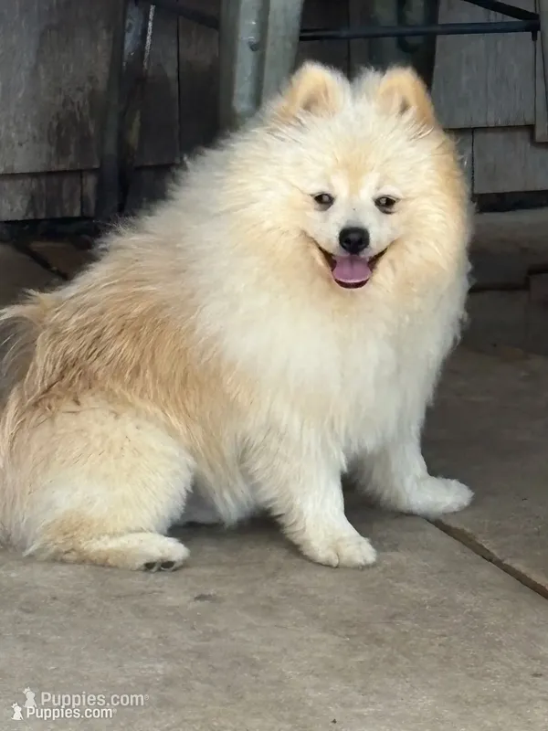 Roc – Pomeranian puppy for sale in Tiskilwa, IL
