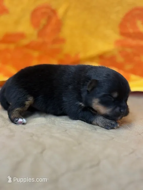 Finn – Pomeranian puppy for sale in Tiskilwa, IL