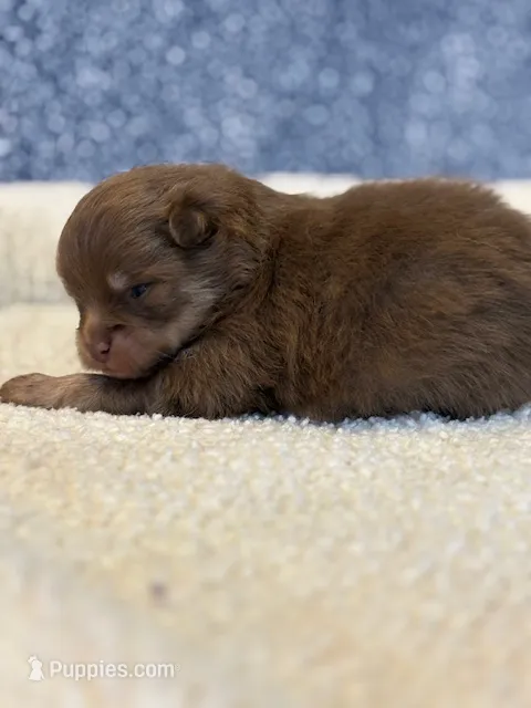 Romeo – Pomeranian puppy for sale in Tiskilwa, IL