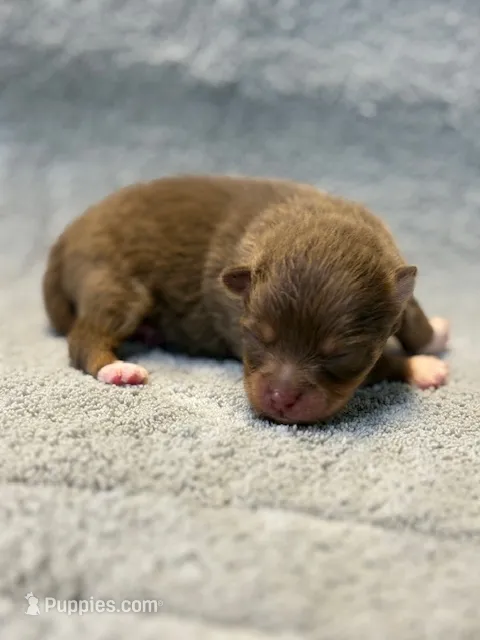 Benny – Pomeranian puppy for sale in Tiskilwa, IL