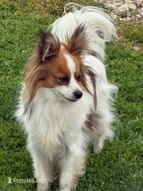 Laverne – Papillon puppy for sale in Tiskilwa, IL