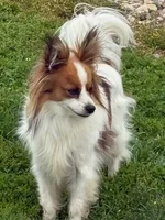 Laverne, a female Papillon for sale in Tiskilwa, IL – 5 of 5