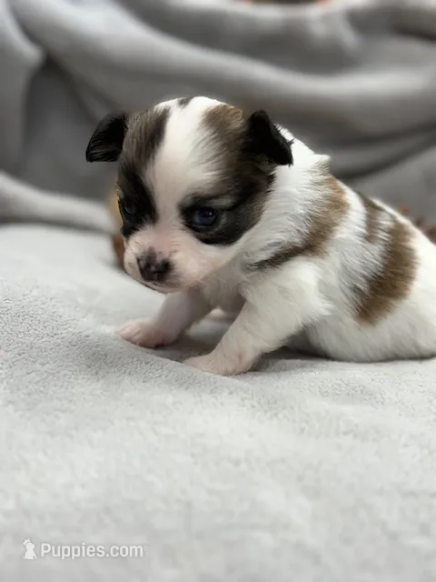 Lexi – Papillon puppy for sale in Tiskilwa, IL