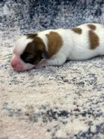 Louie, a male Papillon for sale in Tiskilwa, IL – 3 of 3