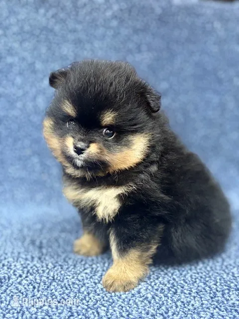 Champion Lineage!! – Pomeranian puppy for sale in Tiskilwa, IL