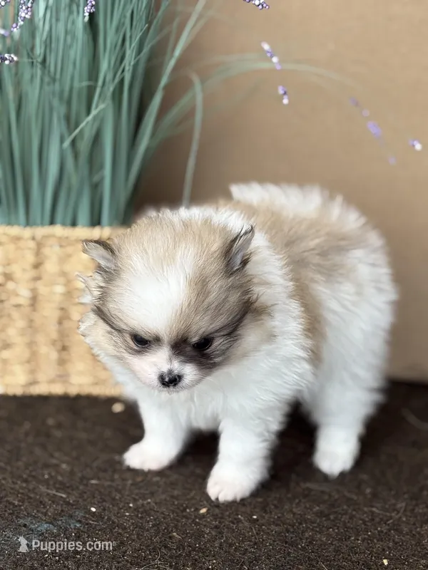 Blarney – Pomeranian puppy for sale in Tiskilwa, IL